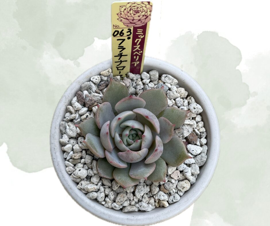 桜鬼 優良株 おらいさん苗 札付き ポット付き ミックスベリア  