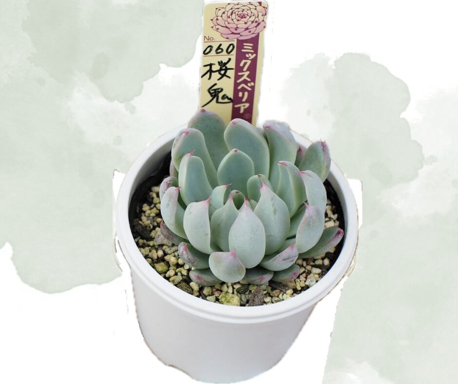 そわそわ ミックスベリア おらいさん苗 多肉植物 多く エケベリア 